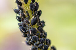 Bladlus