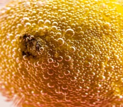 Citron i dansk vand
