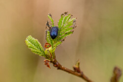 Ellebladsbille