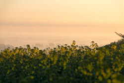 Morgensol rapsmark