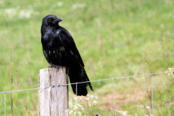 Ravn