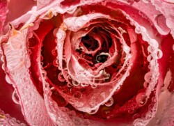 Closeup rose med dråber
