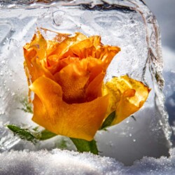 Gul rose i is