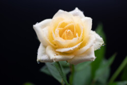 Gul rose