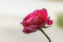 Enkelt rose