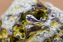 Delfin ørering