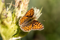 Orange sommerfugl med pletter