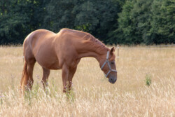 Rød hest