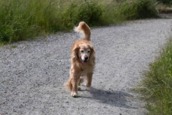 Golden retriever