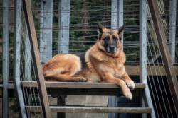 Schæfferhund